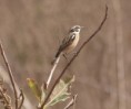 /album/photogallery/winchat-at-farrabanta-jpg/